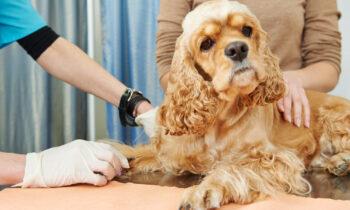 Pet Insurance: What Does it Cover?
