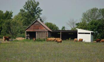 The States Where Cattle Help Drive Local Economies
