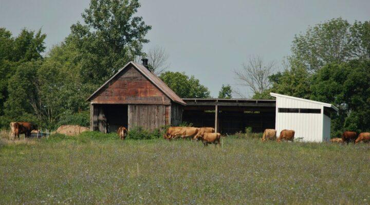 The States Where Cattle Help Drive Local Economies