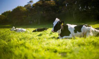 Why cattle are at serious risk under rising temperatures