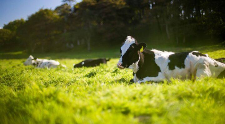Why cattle are at serious risk under rising temperatures