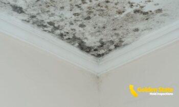 What Are the 10 Warning Signs of Mold Toxicity?