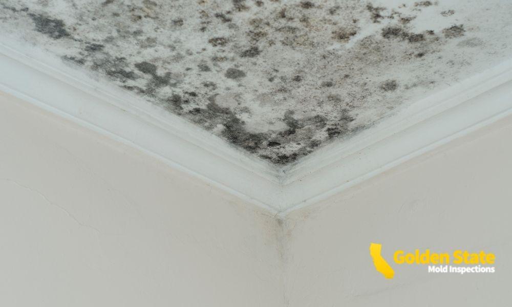 What Are the 10 Warning Signs of Mold Toxicity?