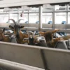 Why Precision Livestock Farming is a Shift in Perspective