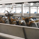 Why Precision Livestock Farming is a Shift in Perspective