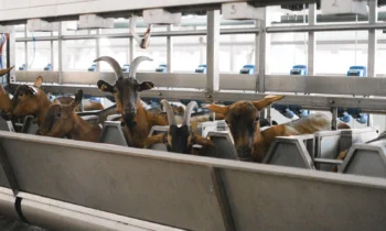 Why Precision Livestock Farming is a Shift in Perspective