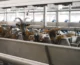 Why Precision Livestock Farming is a Shift in Perspective