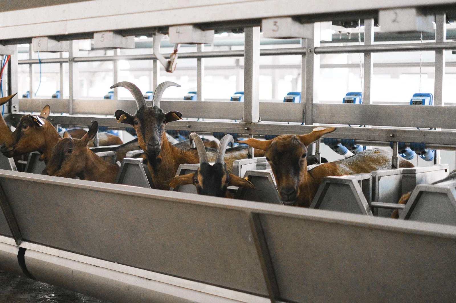 Why Precision Livestock Farming is a Shift in Perspective